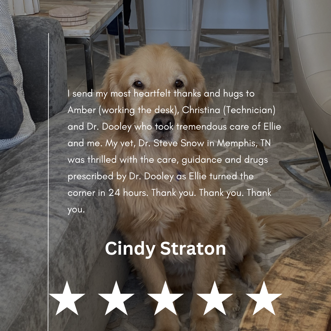 Cindy Straton Review