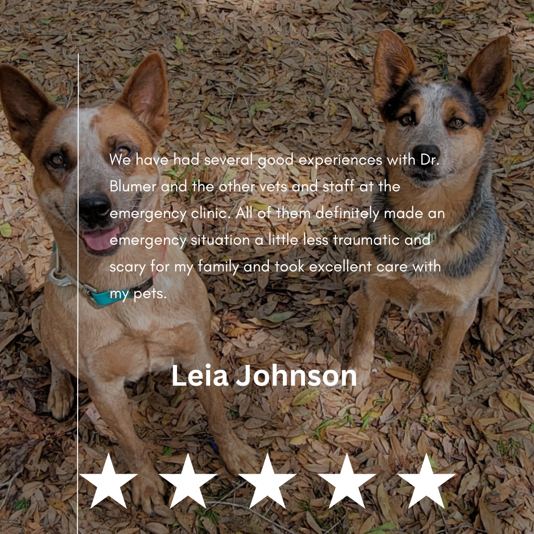 Leia Johnson Review