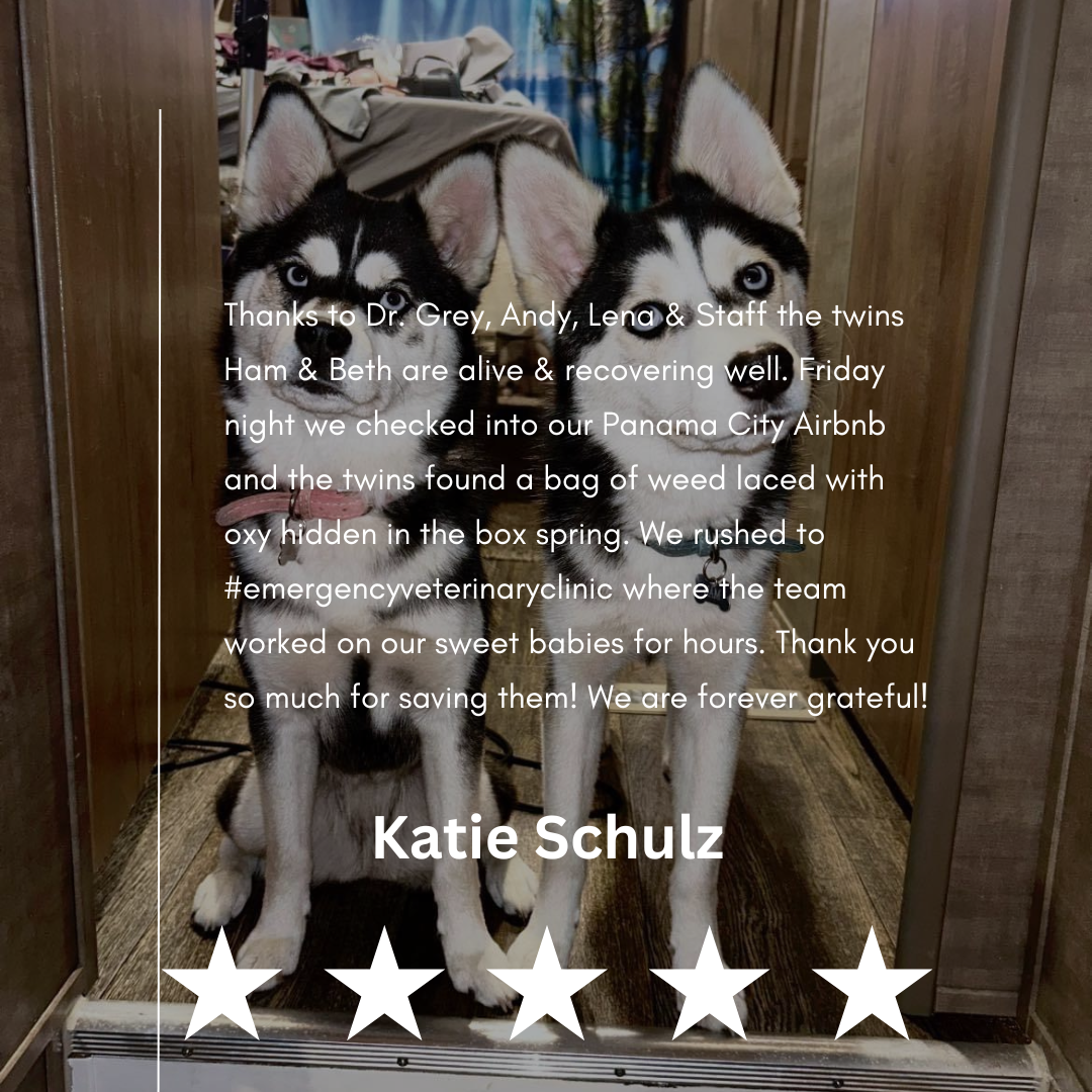Katie Schulz Review
